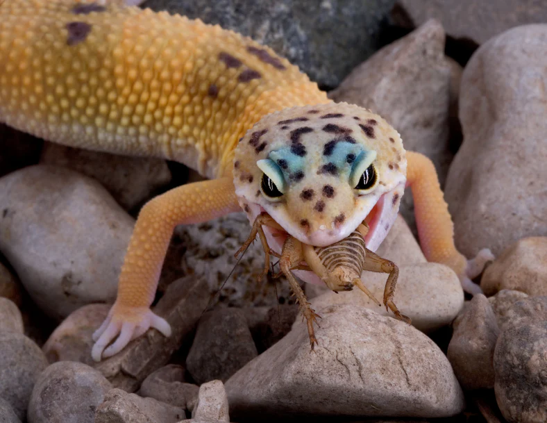 Your Reptile's Perfect Home Starts Here