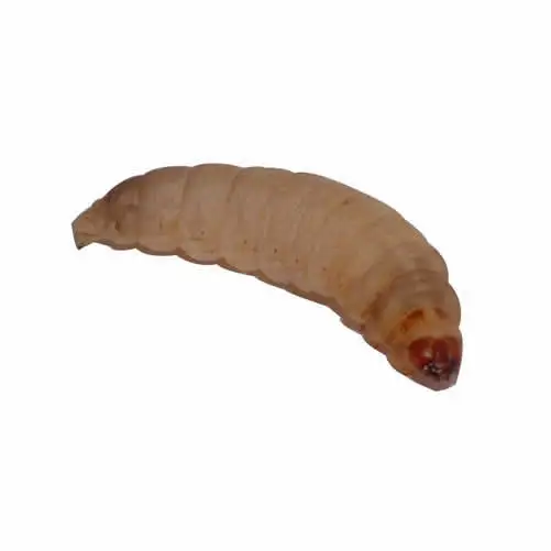 Animal Foods